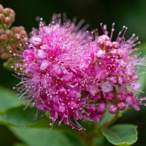 Struikspirea