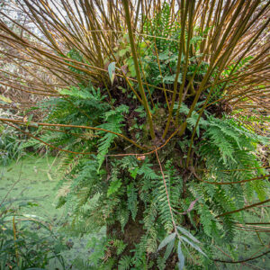 Op De Oude Knotwilgen Groeien Eikvarens