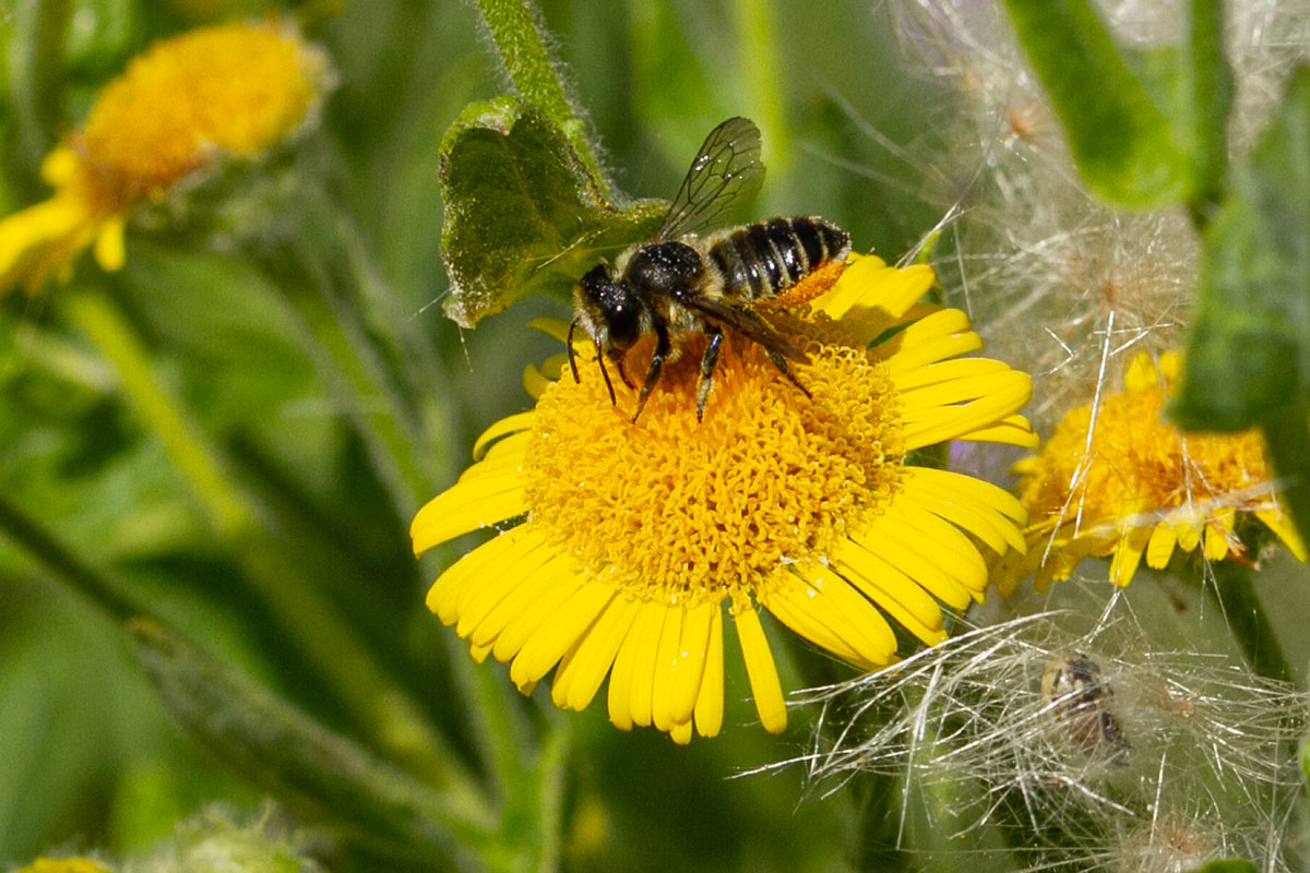 De bloem van de Heelblaadjes wordt bezocht door een Behangersbij