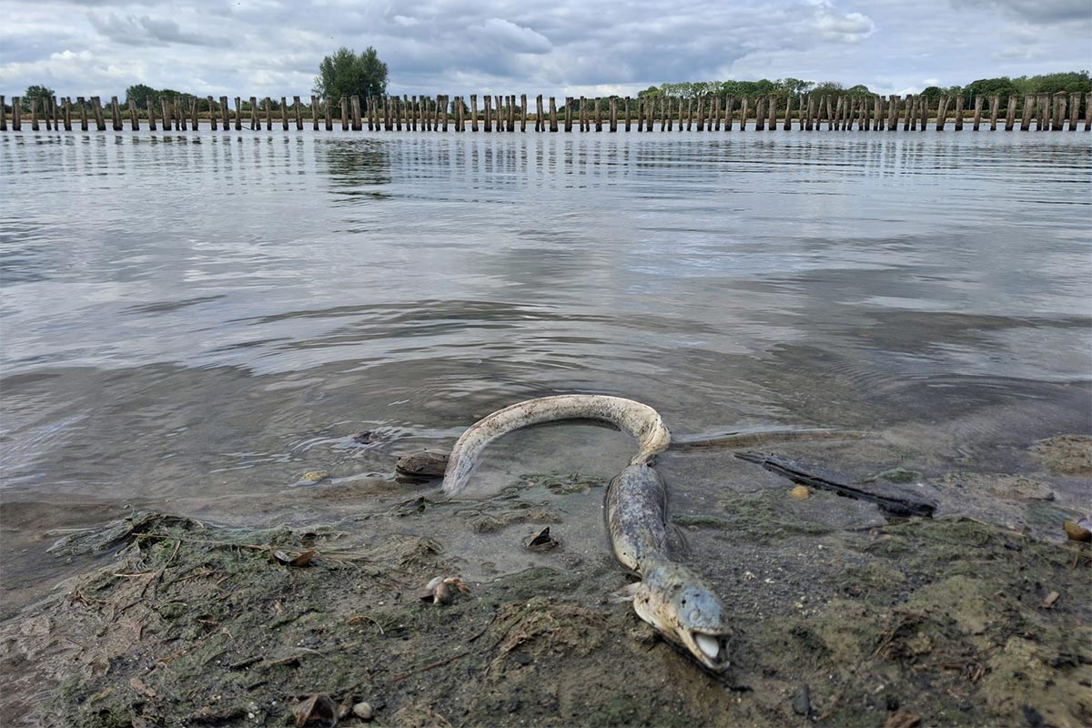 Paling knakaal